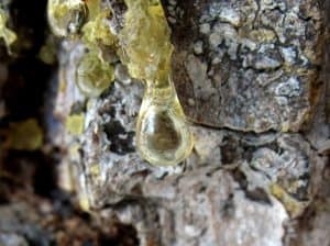 Frische Harzflecke sind besonders schwierig zu reinigen